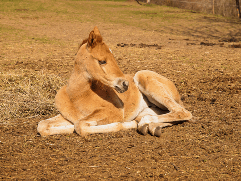 colt spiritual and biblical meaning