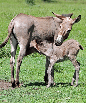 spiritual meaning of a colt and donkey