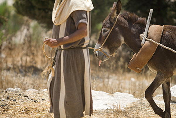 Spiritual Meaning of a Colt (Bible Interpretation) 3 unridden colt in the bible