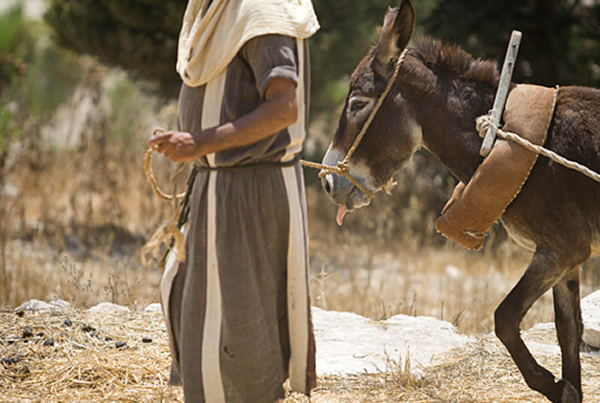 unridden colt in the bible