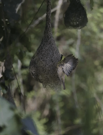 Spiritual Meaning of a Bird Nest at Your Front Door 2 Bird Nest on Porch