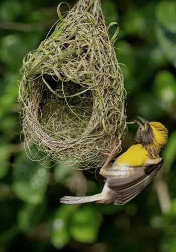 spiritual meaning of a bird nest at your front door
