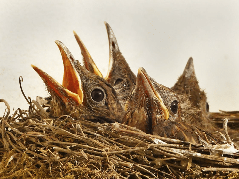 bird nest at your front door