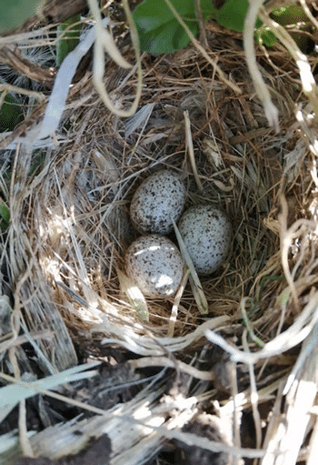 eggs inside bird nest