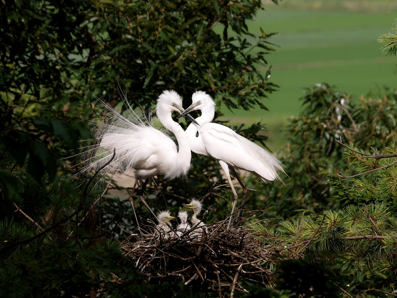 New bird nest for two