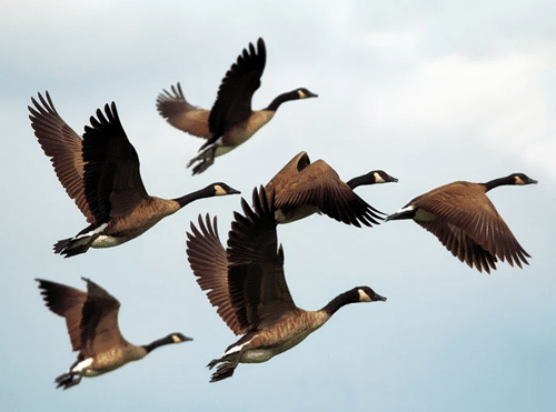 a flock of birds spiritually