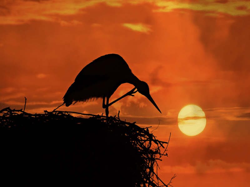 bird inside the nest building