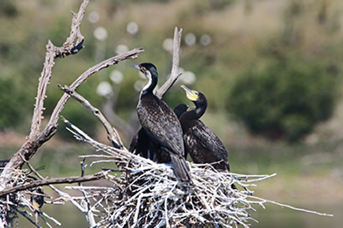 Bird Nest in Dreams - 7 Meanings and Interpretation 2 bird nest in dream meaning