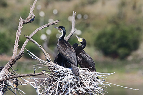 bird nest in dream meaning