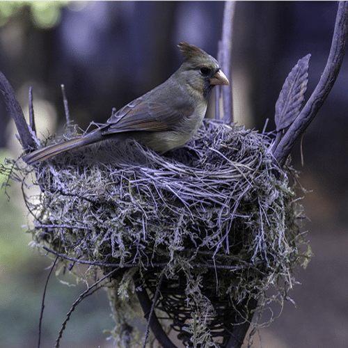 bird nest symbolism