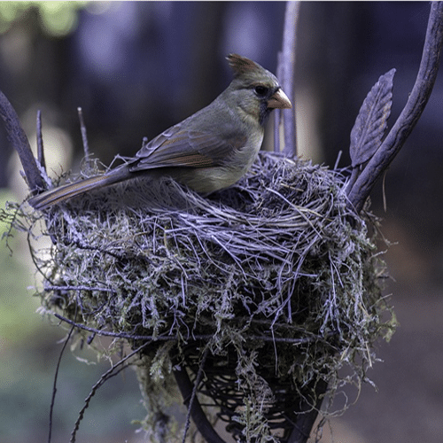 Bird Nest Symbolism Meaning: A Reflection of Home and Security 1 bird nest symbolism