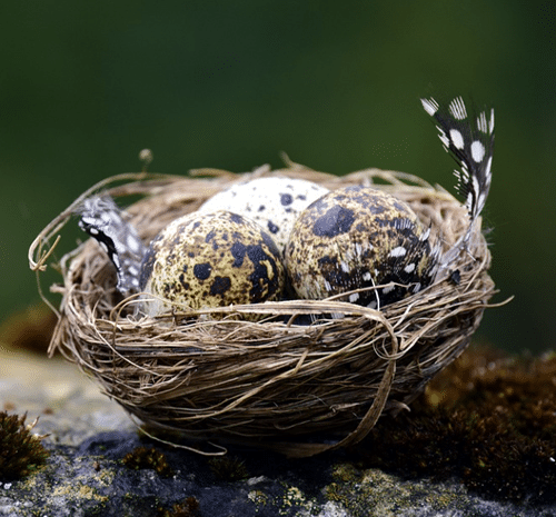 bird nests superstition in history