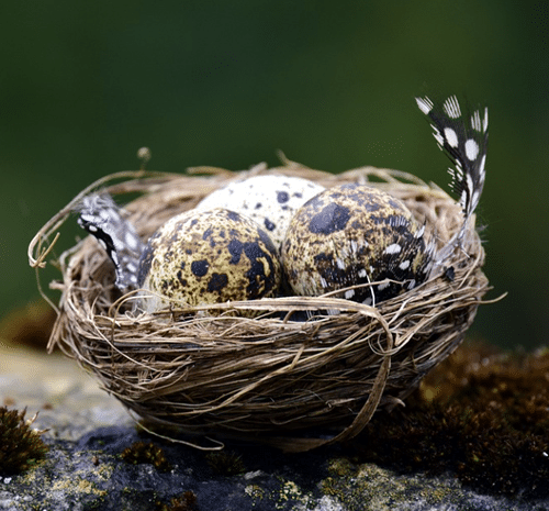 Bird Nest Superstition: Is it a Good or Bad Thing? 1 bird nests superstition in history