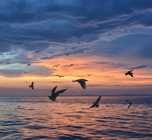 Spiritual Meaning of Birds Flying 1 birds flying spiritual meaning and symbolism