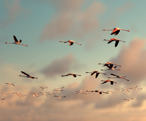 Spiritual Meaning of Birds Flying in Circles 2 circle in the morning before the dusk