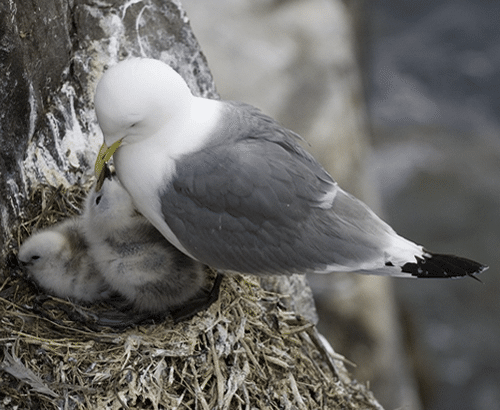 dove nest symbolic
