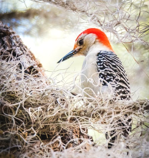 Bird Nest in Dreams - 7 Meanings and Interpretation 1 dream analysis of nest