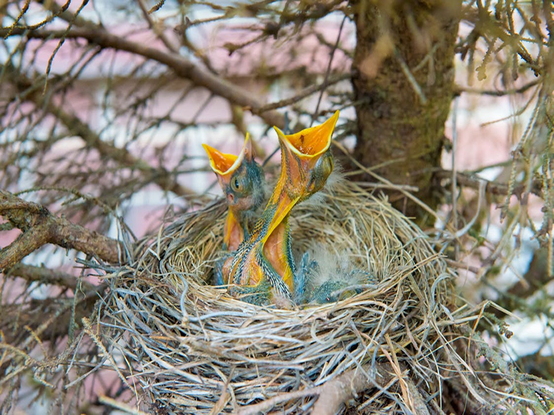 dreaming of bird nest