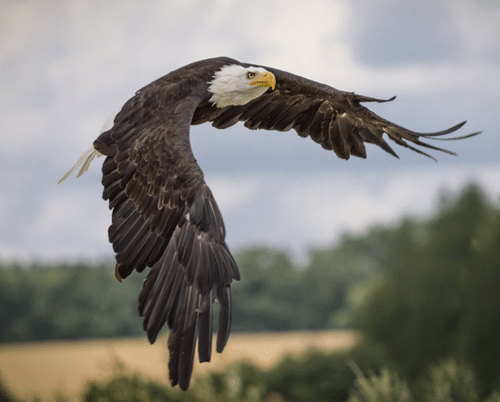 eagle flying in front of my view