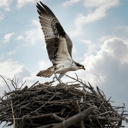 empty birds nest of eagle