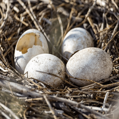 nest as a spiritual totem meaning