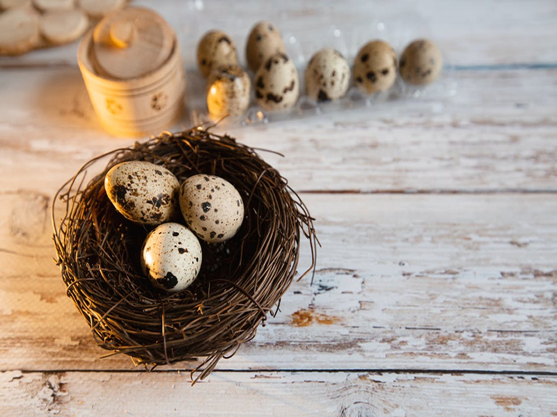 Bird Nest Biblical Meaning