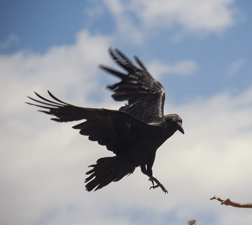 raven flies around me