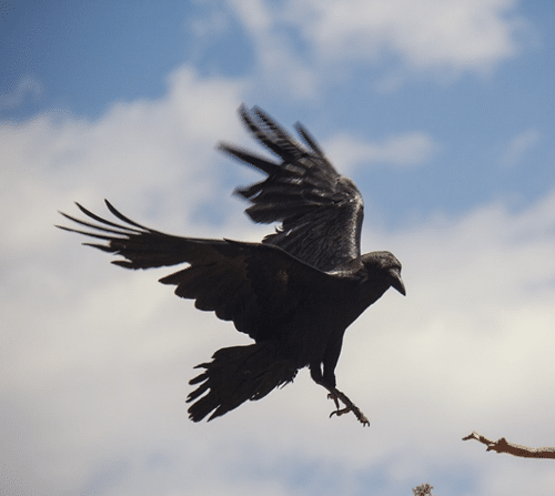 Spiritual Meaning of Birds Flying in Front of You 3 raven flies around me