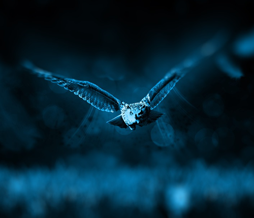spiritual meaning of birds flying at night