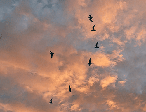 spiritual meaning of birds flying in circles above