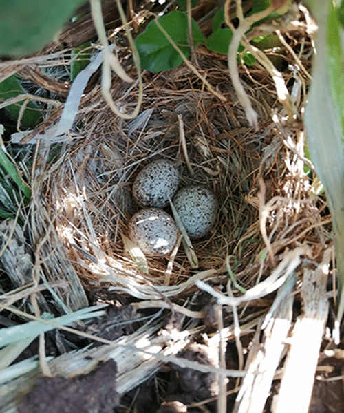 spiritual meaning of birds nests