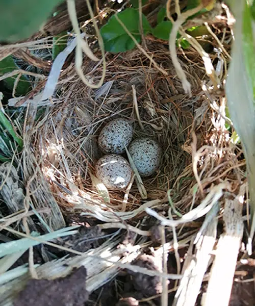 7 Bird Nest Spiritual Meaning and Interpretation 2 spiritual meaning of birds nests