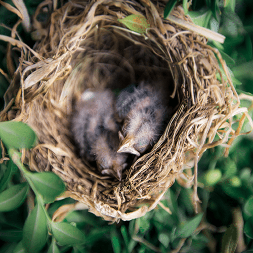 the symbolic meaning of finding nest with eggs
