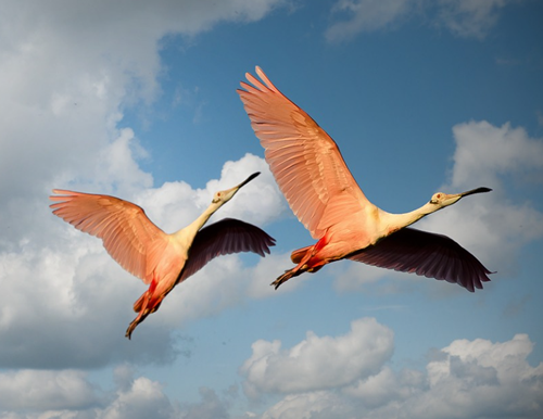 Spiritual Meaning of Birds Flying 3 two birds flying meaning
