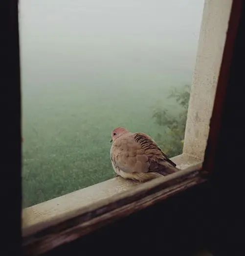 Bird Pecking at Window Spiritual Meaning