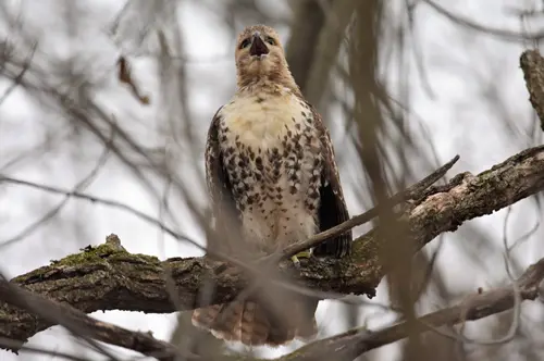 Birds Chirping Spiritual Meaning