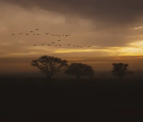 Flock Of Birds Crosses Your Path