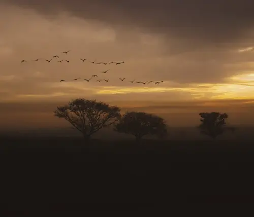 Flock of Birds Spiritual Meaning 3 Flock Of Birds Crosses Your Path