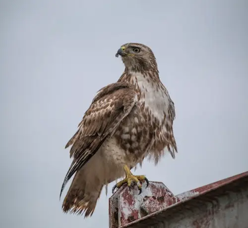 Red Tail Hawk Spiritual Meaning