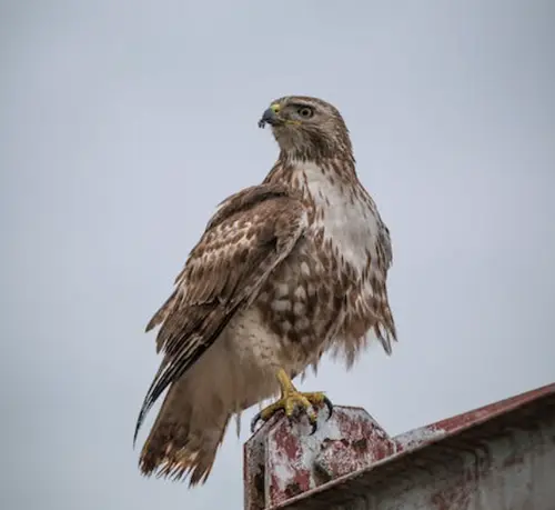 Red-Tail Hawk Spiritual Meaning and Symbolism 1 Red Tail Hawk Spiritual Meaning
