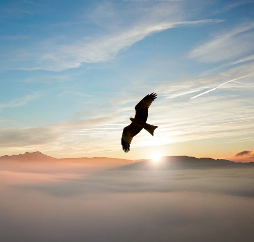 Spiritual Meaning of Birds in Dreams 3 Seeing Different Birds