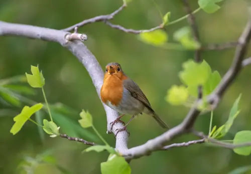 Spiritual Meaning of Birds Chirping in the Morning