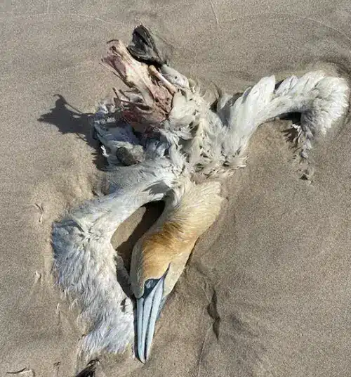 Biblical Meaning of Birds in Dreams: 7 Interpretations 2 biblical meaning of dead birds in dreams