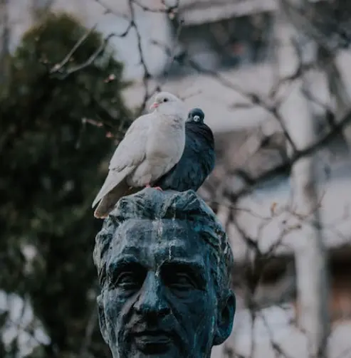 Spiritual Meaning of Bird Poop on You: Is It a Good Luck? 2 bird pooping on you