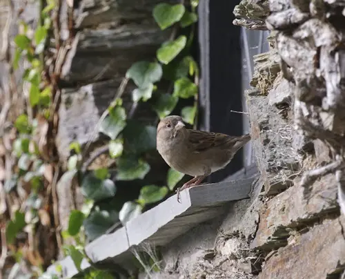 birds pecking at night morning and for days