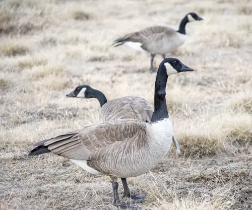 geese spiritual meaning