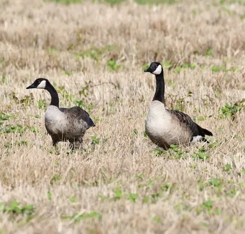 canadian geese symbolism and meaning