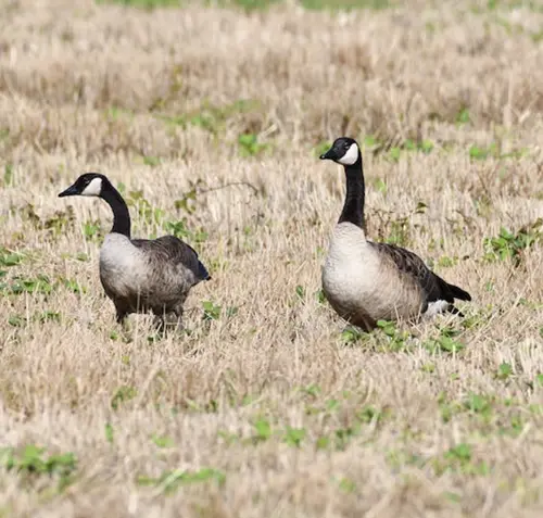 Spiritual Meaning of Geese & Symbolism 2 canadian geese symbolism and meaning