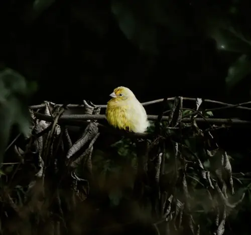 canary bird spiritual meaning