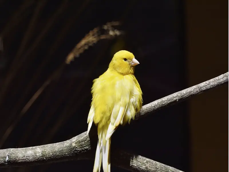canary bird